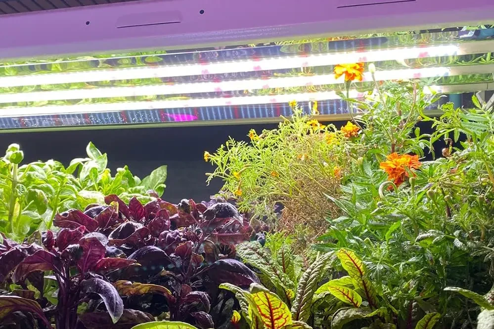 Plant Growth LED Tube Light for Vegtables
