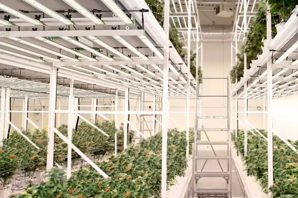 Commercial & Horticultural LED Grow Light