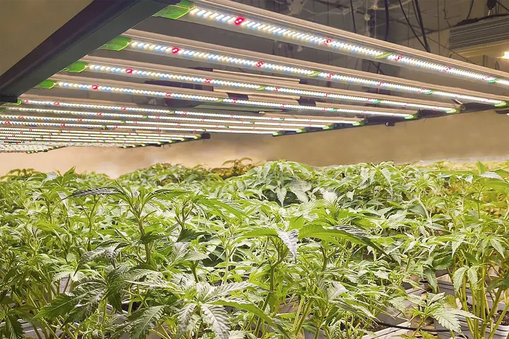 Industrial LED Grow Lights for Seedlings