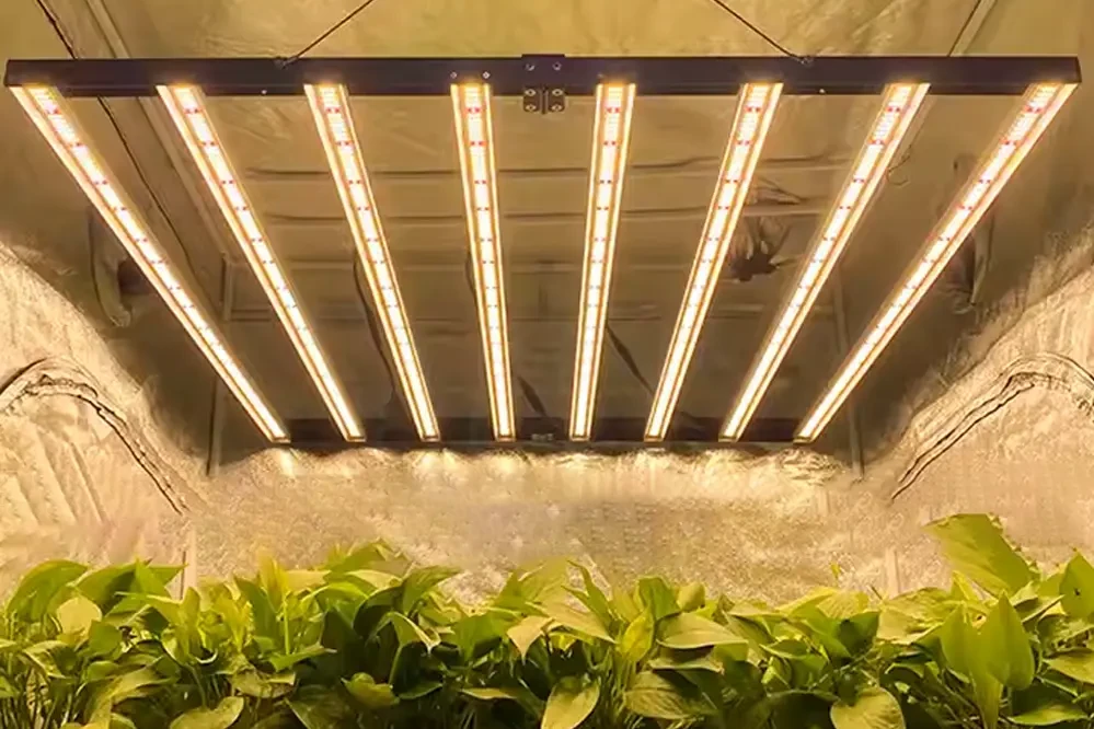 Indoor Growing Test